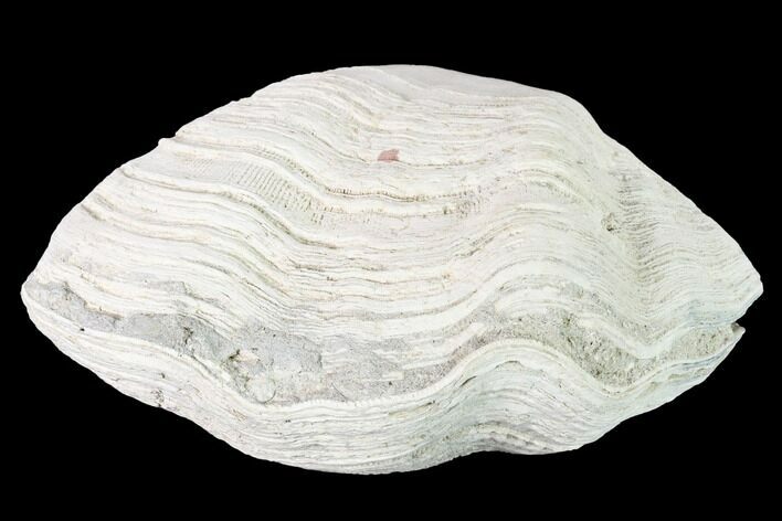 Pliocene Bivalve (Mercenaria) Fossil - Florida #146161